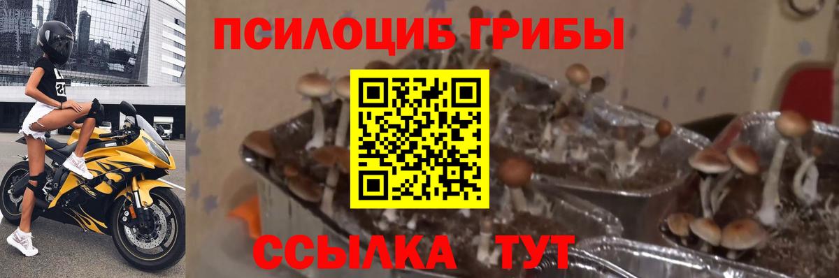 Псилоцибиновые грибы мухоморы  Вход с VPN  Протвино  Галлюциногенные грибы Psilocybine cubensis 
